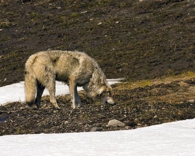 Coyote Drinking Meltwater near Canyon Junction.jpg