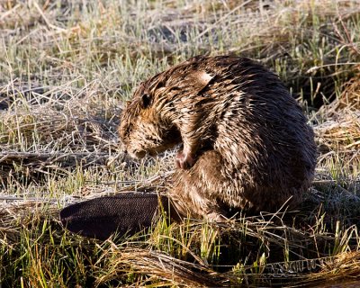 Beaver at the Lamar Confluence.jpg