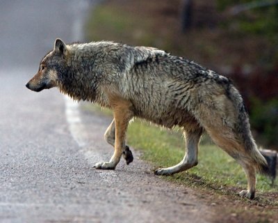 Wolf at Nymph Lake Crossing the Road.jpg