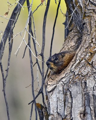Marmot in a Tree Down the Pacific Creek Road.jpg