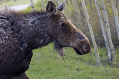 Moose at Ox Bow Bend Profile.jpg
