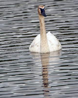 Trumpeter Swan Near Wonder Lake Vertical.jpg