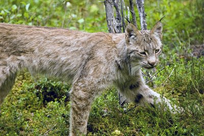 Lynx Near Wilderness Access Center 2.jpg
