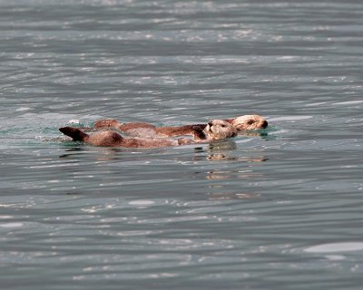 Sea Otters in Prince William Sound.jpg