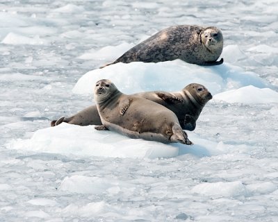 Seal Trio.jpg