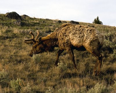 Elk Grazing at Dawn.jpg