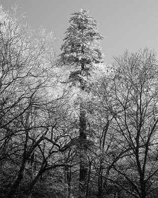 GSMNP Tree black and white.jpg