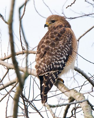 Red Shoulder Hawk in Circle B.jpg