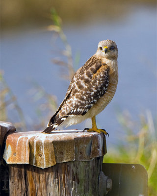 Red Shoulder Hawk at Broadmoor Marsh.jpg