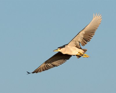 Fellsmere Black Crown Night Heron in Flight.jpg