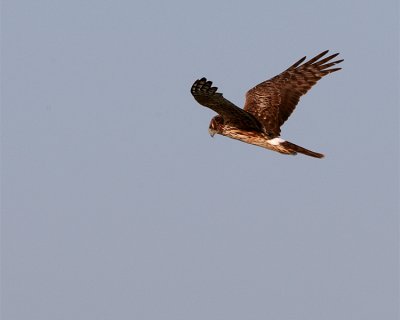 Northern Harrier at Fellsmere.jpg