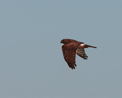 Northern Harrier at Fellsmere Wings Down.jpg