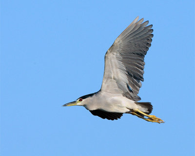 Black Crown Night Heron in Flight at Fellsmere.jpg