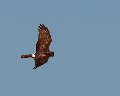 Fellsmere Northern Harrier.jpg