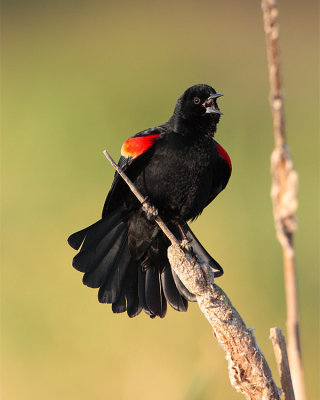Redwing Blackbird at Fellsmere.jpg