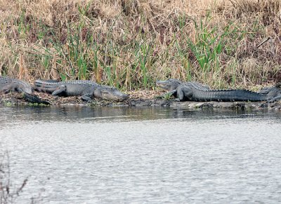 Gators on the bank at Fellsmere Wetlands.jpg