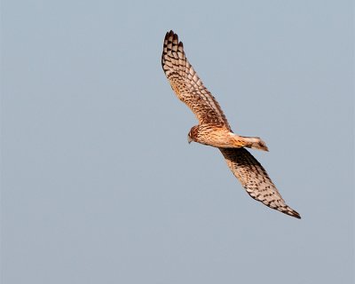 Northern Harrier at Fellsmere Belly.jpg