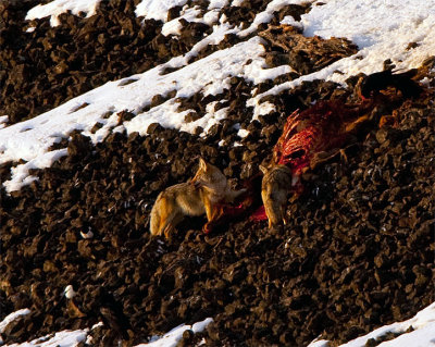 Two Coyotes on an Elk Carcass.jpg