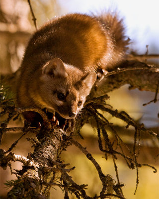 Pine Marten in the tree.jpg