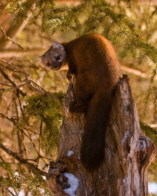 Pine Marten on the Stump.jpg