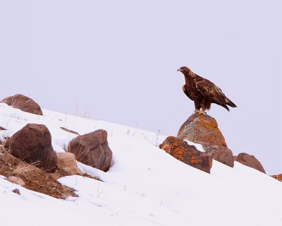 Golden Eagle on the Hill in Lamar Valley Above the Hitching Post.jpg