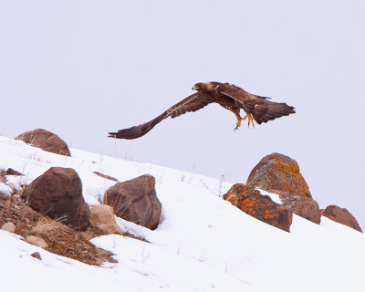 Golden Eagle Taking Flight.jpg