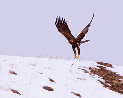 Golden Eagle Flying Over the Hill.jpg