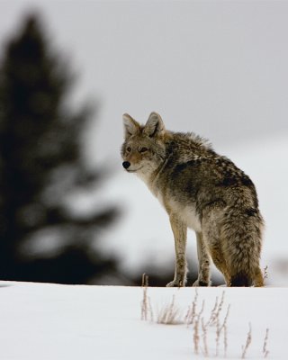 Coyote in the Snow.jpg