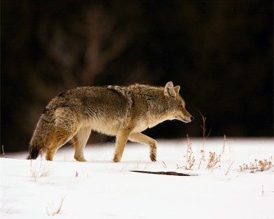 Coyote in the Snow 2.jpg