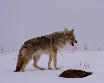Coyote Licking His Chops.jpg