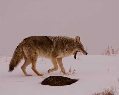 Coyote Yawning.jpg