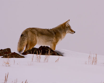 Coyote on the Rocks.jpg
