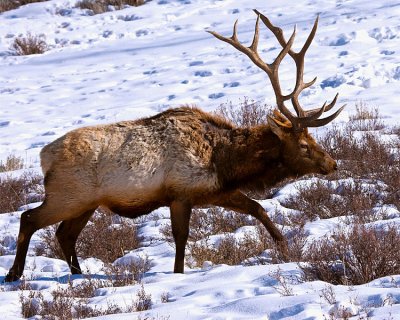 Elk in the Snow.jpg