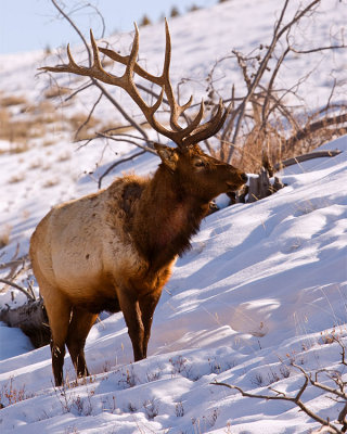 Elk in the Snow Vertical.jpg