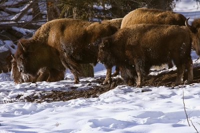 Bison in a Row.jpg