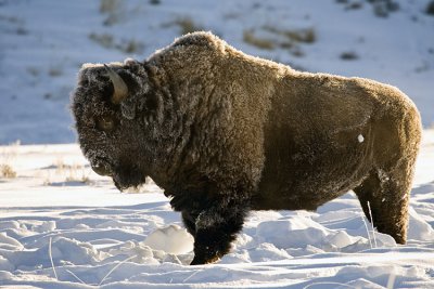 Snow Encrusted Bison.jpg