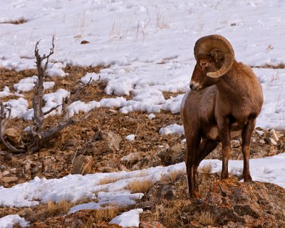 Bighorn Ram on the Hill Looking Back.jpg