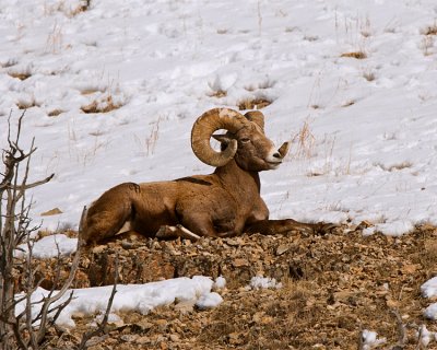 Bighorn Ram Recumbant.jpg