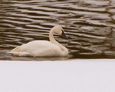 Trumpeter Swan on the Yellowstone River.jpg