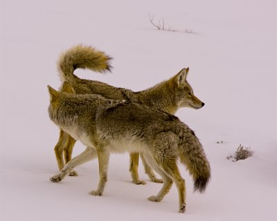 Coyote Sniffing Around.jpg