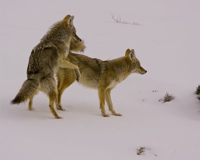 Coyote Mounting.jpg