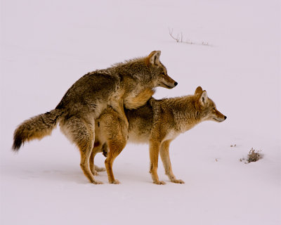 Coyote Love 2.jpg