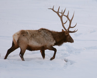 Elk in the Snow 2.jpg