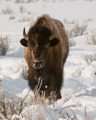 Bison Standing in the Snow 2.jpg