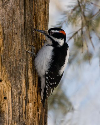 Hairy Woodpecker.jpg