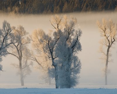 Frosty Trees in the Mist.jpg