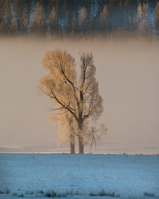 Lone Tree in the Mist.jpg
