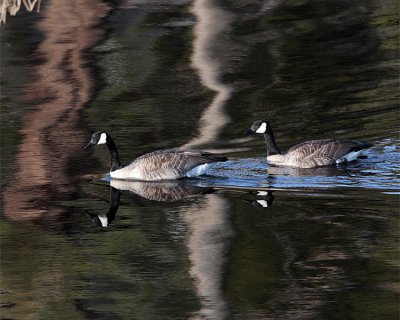 Geese Reflection.jpg