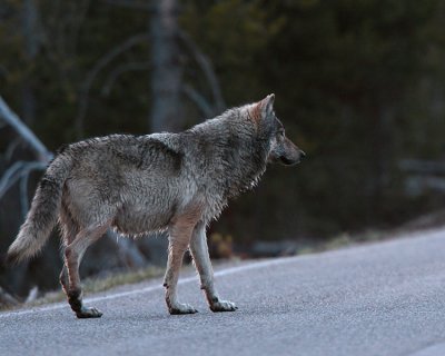 Nymph Lake Wolf Crossing Road.jpg