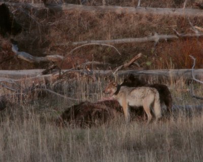Two Wolves on a Bison Kill.jpg
